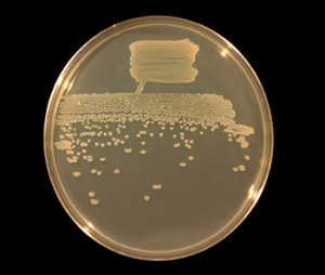 Pseudomonas