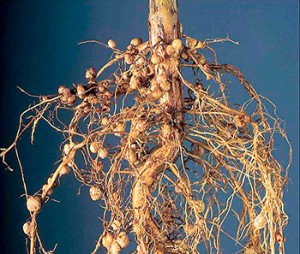 Rhizobium