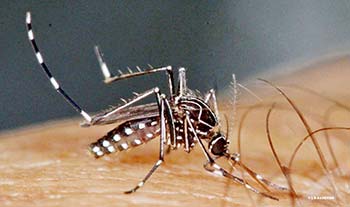Figura 1. Mosquito Aedes aegypti, vector de Dengue, Fiebre amarilla, Chikungunya y Zika. Foto: Laurence Sanders