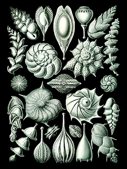 Ilustración de foraminíferos por Ernst Haeckel. Ambas imágenes tomadas de http://blog.riosecreto.com/tag/ciencia/