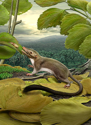 Reconstrucción del mamífero Mesozoico Juramaia sinensis, especie que habitó durante el Jurásico medio de China. Imagen tomada de https://www.amnh.org/explore/news-blogs/research-posts/tracing- the-face-and-age-of-the-placental-mammal-ancestor/