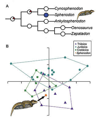 Figura 1. A) Tasas evolutivas en la “Tuatara” y sus parientes cercanos. El color azul indica tasas de evolución mor- fológica muy bajas, el blanco indica tasas promedio, mientras que el color rojo indica tasas muy altas. B) Estudio de morfometría geométrica, en el que se muestran los cambios en el morfoespa- cio de los rincocéfalos durante el Me- sozoico y la posición central de la “Tua- tara” comparada con sus parientes fósi- les. A y B, modificados de [4]; imagen de “Tuatara” tomada y modificada de http://www.factzoo.com/reptiles/tuata- ra-lizard-that-isnt-lizard.html