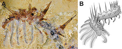 Figura 1. A) Fotografía y B) reconstrucción de Collinsium ciliosum, un organismo de cuerpo blando del Cámbrico temprano (518 Ma) de China. Autores: A) Jie Yang 2015, B) Javier Ortega-Hernández 2015