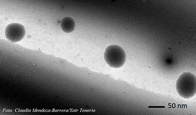 Nanopartículas de PVP. Foto: Claudia Mendoza Barrera / Yair Tenorio