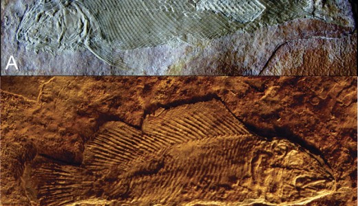 A. Teoichthys kallistos B. Macrosemiocotzus americanus. Fotos: Instituto de Geología de la UNAM.