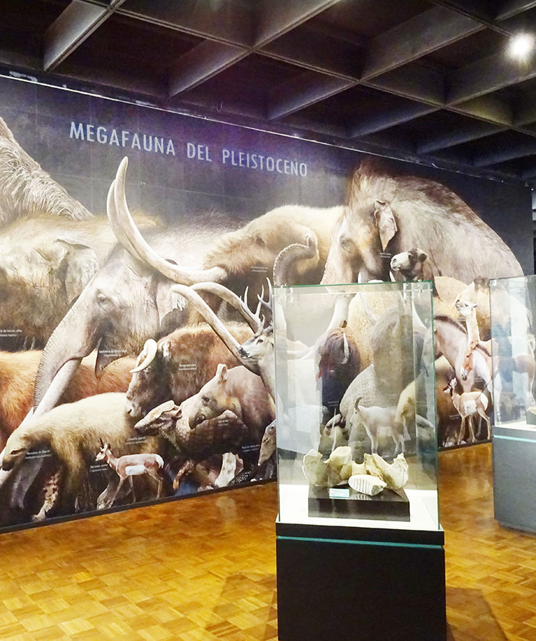 Sala de Paleontología del Museo Regional del INAH Puebla. Fotografía: Jorge Herrera, 2019