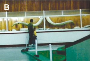 B) Par de defensas de mamut halladas por Moisés Cabrera y expuestas en el extinto Museo de Historia Natural de Puebla (Fotografía cortesía del Arq. Enrique Martínez Molina);