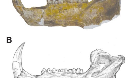 Figura 1. Espécimen CRINAHP-0001 (Centro Regional INAH Puebla), que corresponde a una mandíbula semicompleta de Platygonus compressus. A) Fotografía en vista lateral izquier- da; B) Ilustración para mostrar con mayor detalle las suturas y surcos de los huesos. Este espécimen estudiado por la auto- ra se exhibe actualmente en la Sala de Paleontología del Museo Regional de Puebla. Modificado de [4].