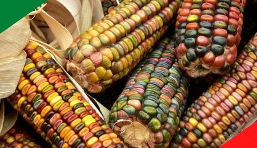 Cambio climático y seguridad alimentaria: el caso del maíz en México