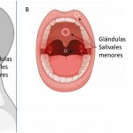 Figura 1. A) Localización anatómica de los tres pares de glándulas salivales mayores, B) localización anatómica de los tres pares de glándulas salivales menores