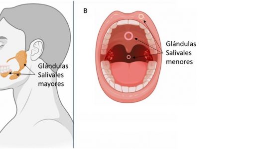 Figura 1. A) Localización anatómica de los tres pares de glándulas salivales mayores, B) localización anatómica de los tres pares de glándulas salivales menores