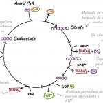 Imagen tomada de https://es.khanacademy.or g/science/biology/cellular- respiration-and-fermenta- tion/pyruvate-oxidation- and-the-citric-acid- cycle/a/the-citric-acid-cycle