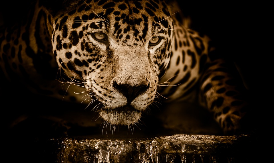 Panthera onca