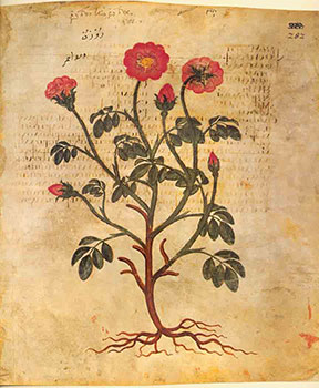 Rhodon Rosa lutea: Rose, tomada de http://exhibits.hsl.virginia.edu/herbs/vienna-disocorides/