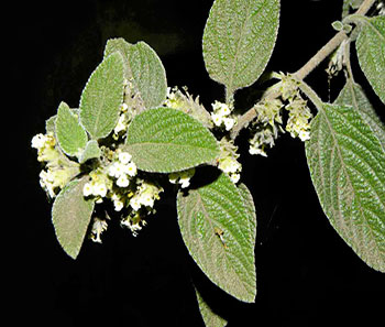  Lippia graveolens Kunth "Oregano", por Reinaldo Aguilar, en www.flickr.com