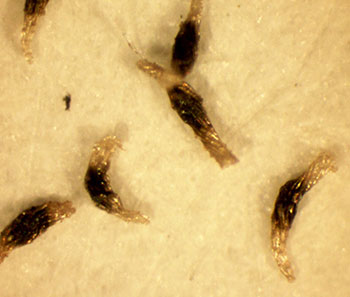 Semillas de orquídeas vistas al microscopio 50 aumentos