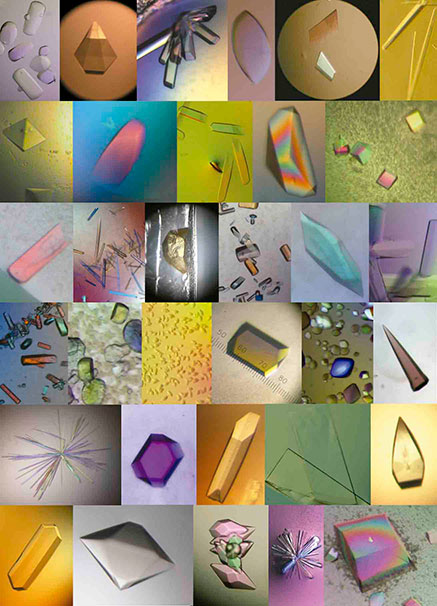 · Cristalesbiológicos.Imagentomadade: http://www.iycr2014.org/__data/assets/image/0007/85273/biologi- cal_crystals.jpg