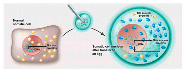 Transferencia nuclear de una célula somática hacia un óvulo enucleado