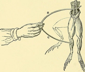 Imagen de la página 59 de “The medi- cal and surgical uses of electricity: inclu- ding the X-ray, Finsen light, vibratory therapeutics, and high-frequency currents” (1903); tomada de Internet Archive Book Images, en flickr.com