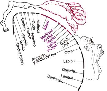 Proporción de la corteza cerebral motriz asignada a la mano humana (izquierda), diagrama redibujado de: http://www.foto- log.com/rebra_s/27141658/.