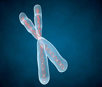 Imagen tomada de http://infogen.org.mx/wp-content/uploads/2013/08/cromosomas.jpg 