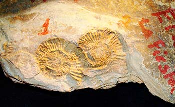 Ammonites fósiles de Huayacocotla. Autor: Diana Arenas 2007