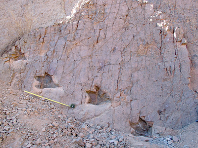 Figura 1. Tres pistas de terópodos de diferente tamaño de la localidad de Guatacondo, Norte de Chile. Autor: Karen Moreno 2004. 