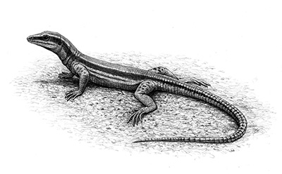 Reconstrucción de Pedrerasaurus por Mauricio Antón, imagen cortesía del Institut Català de Paleontologia Miquel Crusafont (C). 