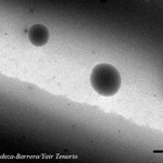 Nanopartículas de PVP. Foto: Claudia Mendoza Barrera / Yair Tenorio