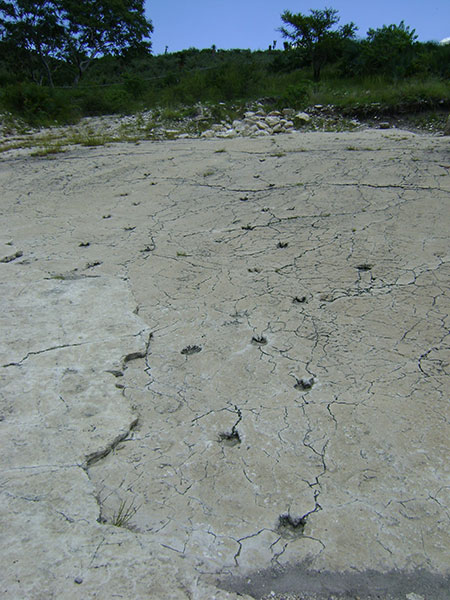 Huellas de camélido en la localidad de Pie de Vaca en Tepexi de Rodríguez. Autor: Jorge Herrera Flores, 2012