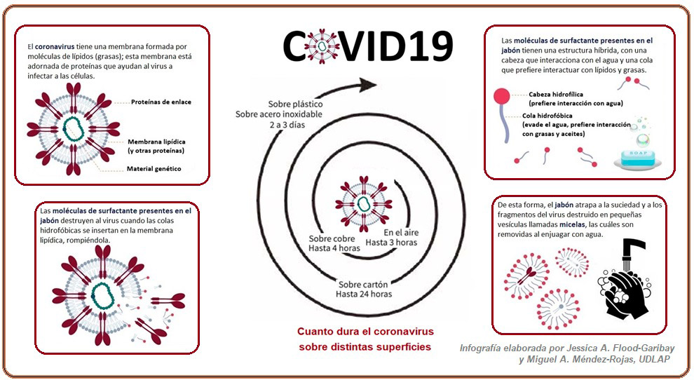 Infografía sobre la acción del jabón en la inactivación del coronavirus y la estabilidad del virus sobre distintas superficies