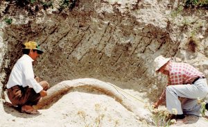 Moisés Cabrera excavando una defensa de mamut en los alrededores de Valsequillo. Fotografía: María Eugenia Cabrera, sin fecha.