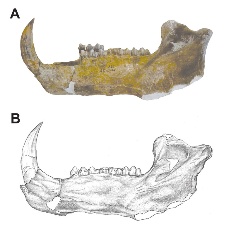 Figura 1. Espécimen CRINAHP-0001 (Centro Regional INAH Puebla), que corresponde a una mandíbula semicompleta de Platygonus compressus. A) Fotografía en vista lateral izquier- da; B) Ilustración para mostrar con mayor detalle las suturas y surcos de los huesos. Este espécimen estudiado por la auto- ra se exhibe actualmente en la Sala de Paleontología del Museo Regional de Puebla. Modificado de [4].