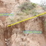 Figura 1. La imagen corresponde a la localidad de Santa Cruz Nuevo donde se muestra la unidad húmica de colores más oscuros y a la base se observa parte de la unidad gleyca, colores claros. De estas dos unidades es de donde se han recuperado la mayor cantidad de fósiles. Fotografía: Rosa Elena Tovar.