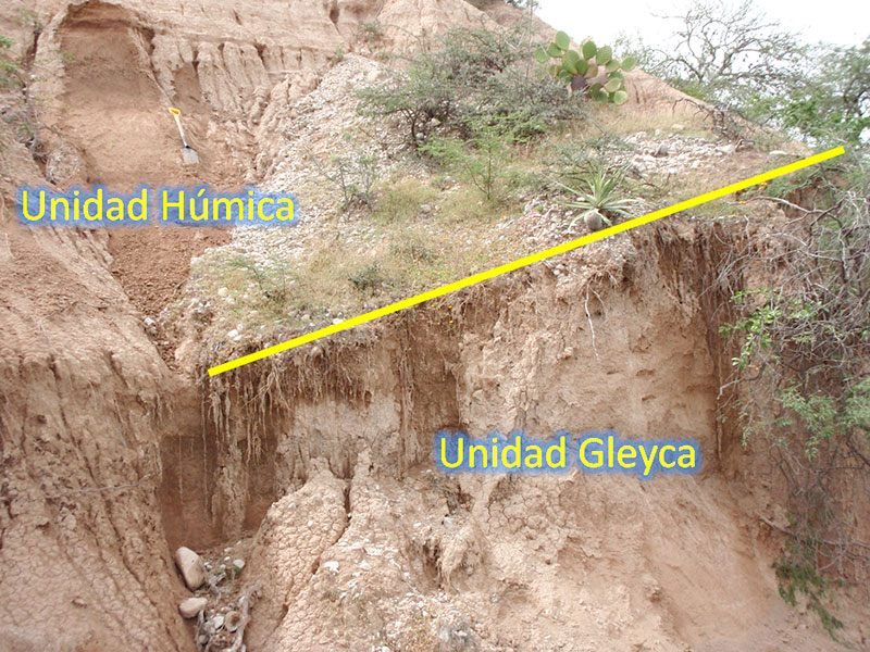 Figura 1. La imagen corresponde a la localidad de Santa Cruz Nuevo donde se muestra la unidad húmica de colores más oscuros y a la base se observa parte de la unidad gleyca, colores claros. De estas dos unidades es de donde se han recuperado la mayor cantidad de fósiles. Fotografía: Rosa Elena Tovar.