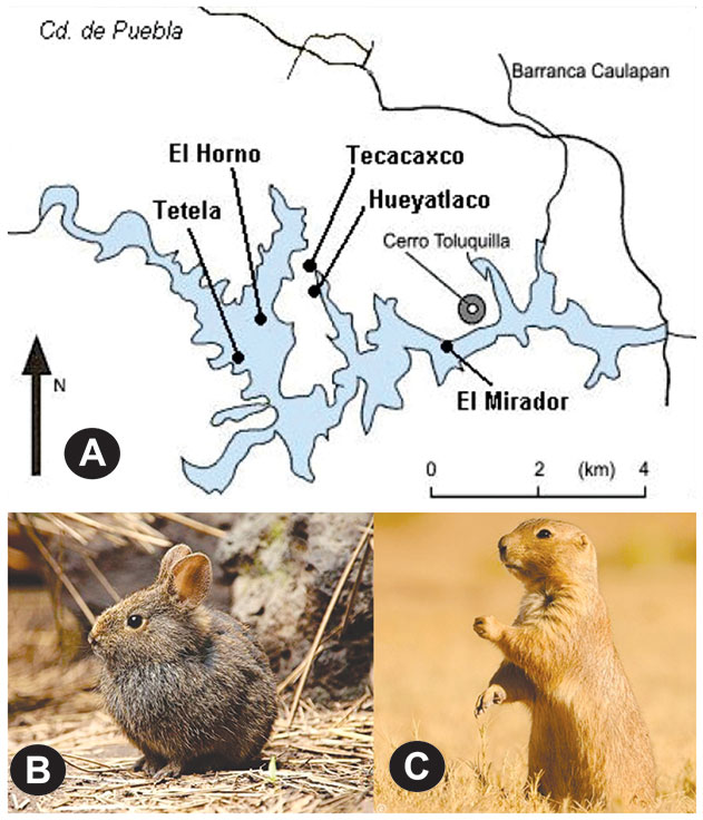 Figura 1. A) Zona de Valsequillo, comprende cuatro locali- dades con restos fósiles: El Horno, El Mirador, Tecacaxco y Hueyatlaco; B) Imagen del zacatuche; C) Imagen del perrito llanero mexicano. Nota: A) Tomado de (12); B) Tomado de https://cutt.ly/hj1H16v; C) Tomado de https://cutt.ly/xj1H8Xq