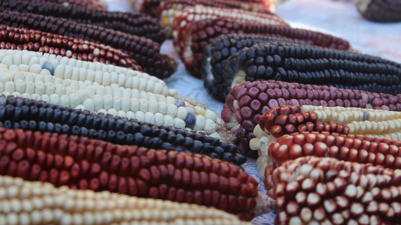 Suelos y soberanía alimentaria