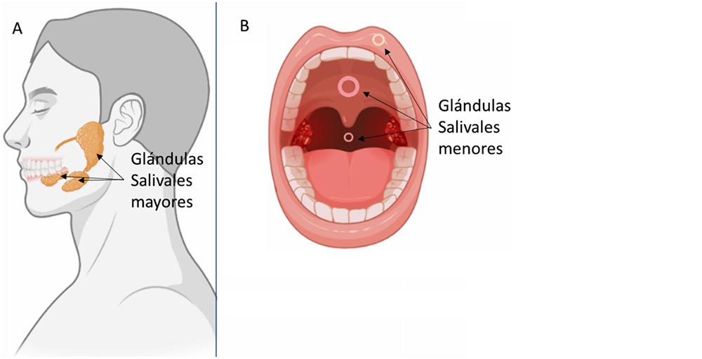 Figura 1. A) Localización anatómica de los tres pares de glándulas salivales mayores, B) localización anatómica de los tres pares de glándulas salivales menores