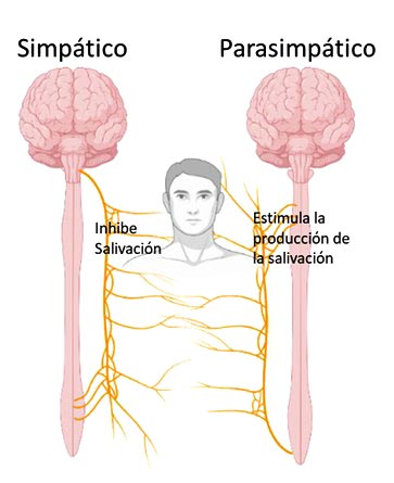 igura 2. Sistema nervioso compuesto por el sistema simpático y el sistema parasimpático