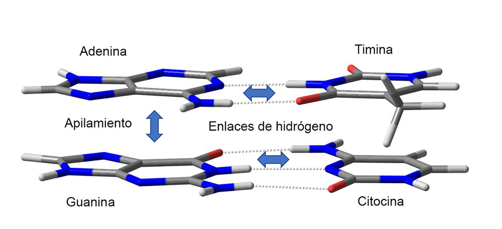 Figura 1. Pares de Watson y Crick, adenina:timina y guanina:citosina. Se muestra la interacción por enlaces de hidrógeno y por apilamiento