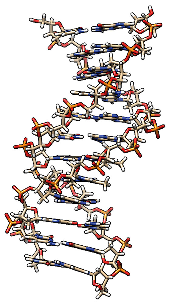  Figura 1. Estructura de una cadena dúplex de ADN (Dodecámero de Drew-Dickerson).