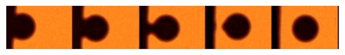 Formación del efecto de gota negra durante el comienzo del tránsito de Venus.