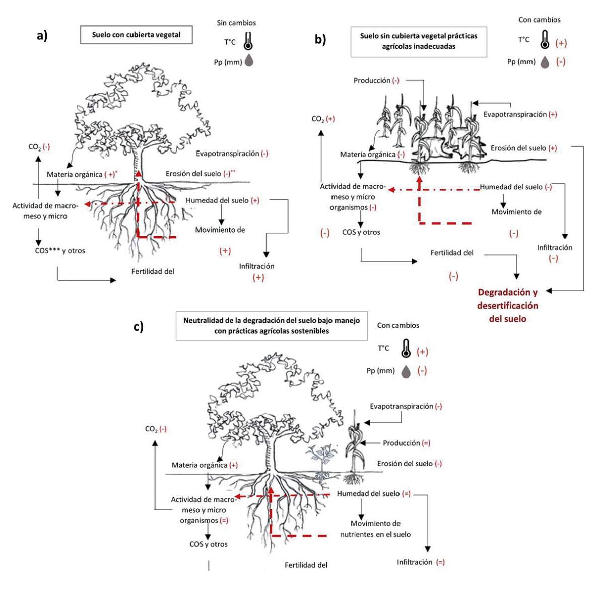  Figura 1: Interrelación de algunos procesos del suelo y la vegetación bajo tres escenarios:a) Suelo con cubierta vegetal y sin cambios en las varia- bles de T°C y precipitación (pp).
b) Suelo sin cubierta vegetal y agricultura convencional con cambios en las variables de T°C y precipitación (pp).
c) Neutralidad de la degradación del suelo bajo manejo con prácticas agrícolas sostenibles.
Nota: (+) = Aumento; (-) = Disminución; (=) se mantiene estable; COS = Carbono orgánico del suelo.