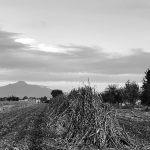 Fotografía “Tierra de Maíz”, de Brenda Muñoz
