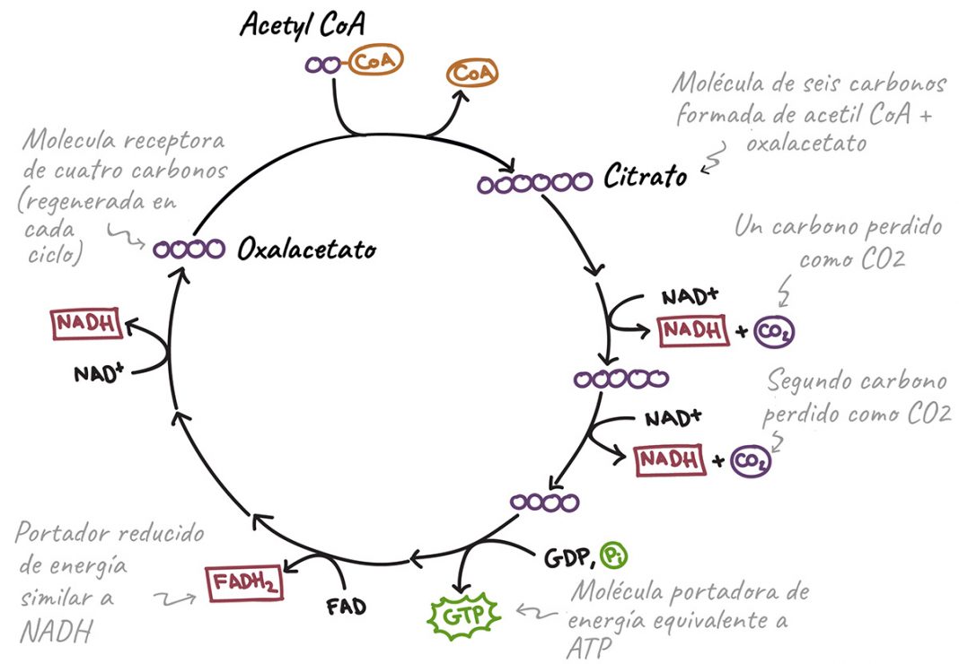 Imagen tomada de https://es.khanacademy.or g/science/biology/cellular- respiration-and-fermenta- tion/pyruvate-oxidation- and-the-citric-acid- cycle/a/the-citric-acid-cycle